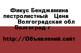 Фикус Бенджамина пестролистный › Цена ­ 3 000 - Волгоградская обл., Волгоград г.  »    